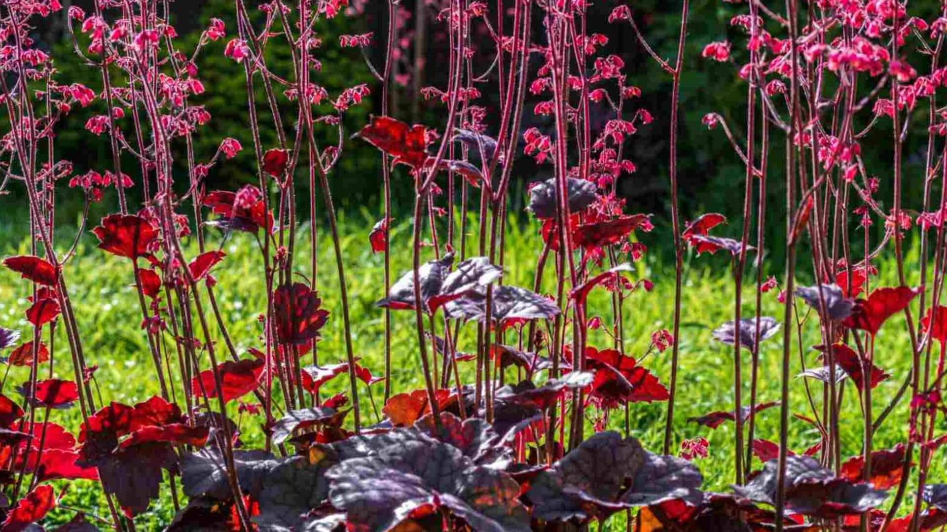 How to keep your coral bells plant happy and healthy