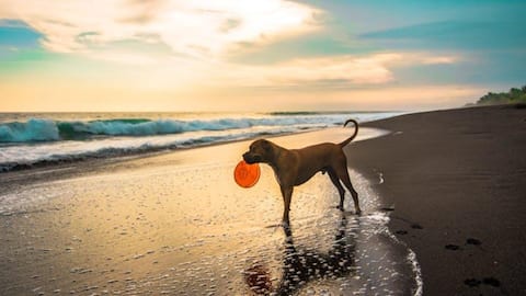 Essential tips for pet beach safety