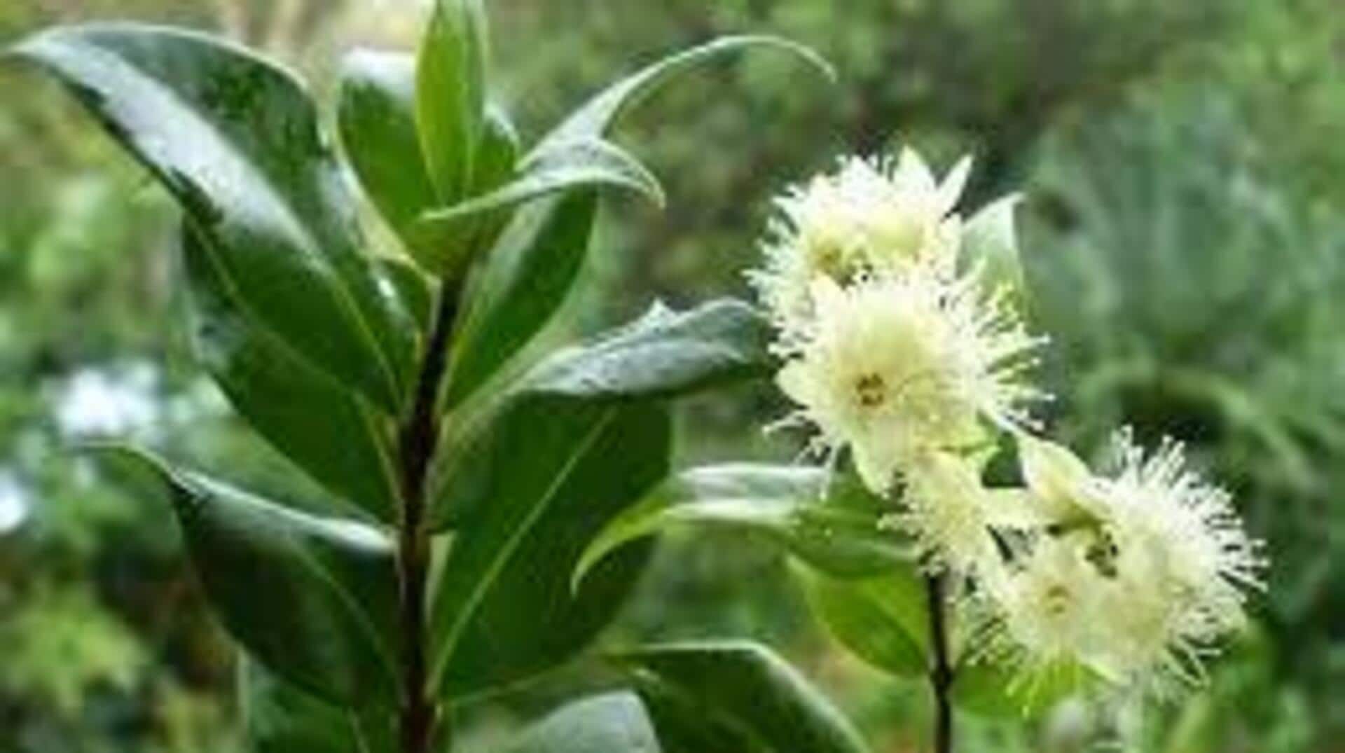 Lemon myrtle spice infusion: A must-try ingredient