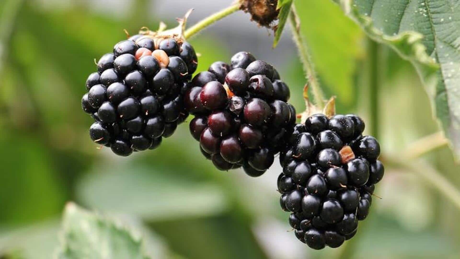 Blackberries and their impressive nutrition profile