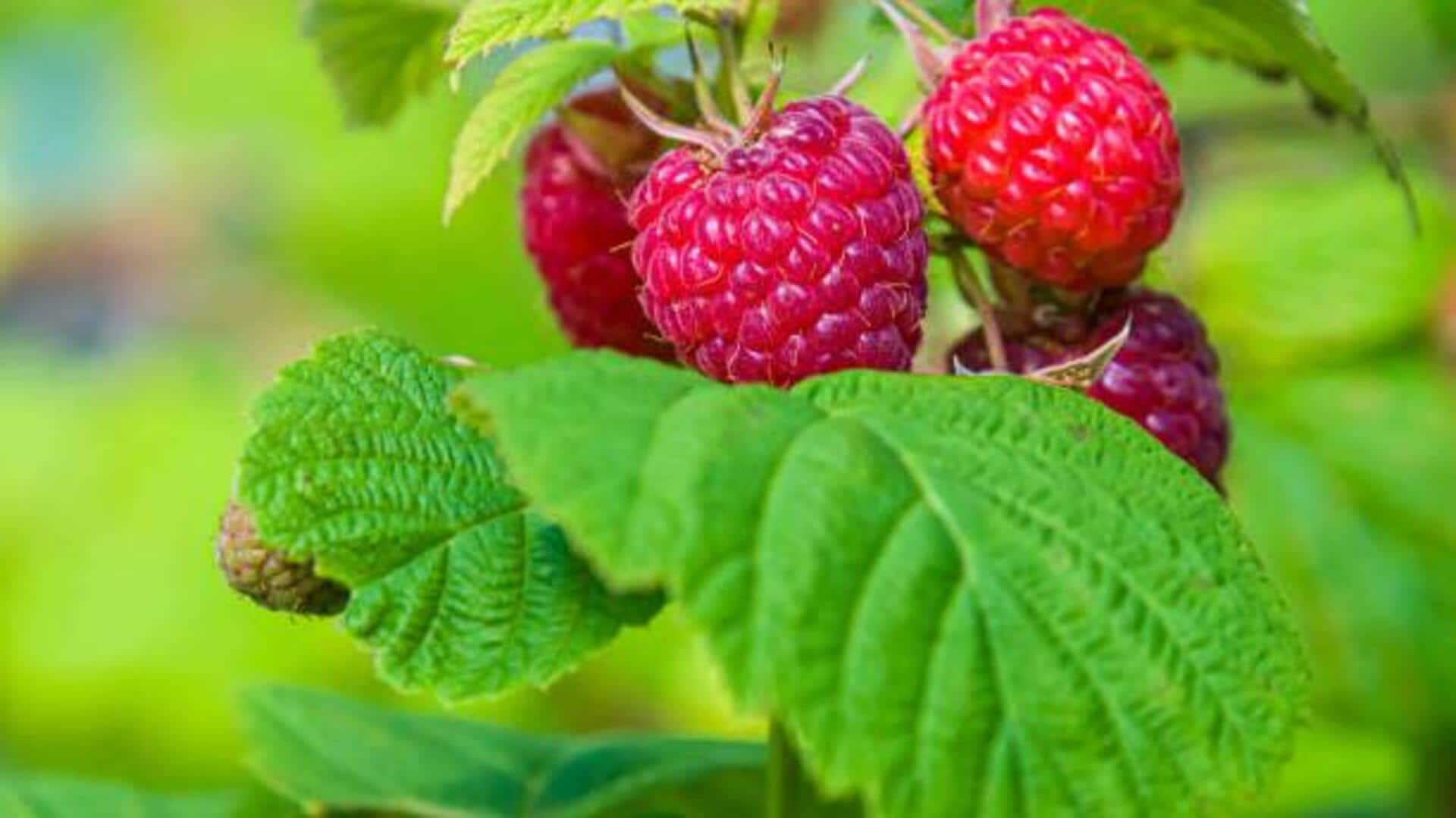 From soothing skin to radiant glow: Wonders of raspberry leaf