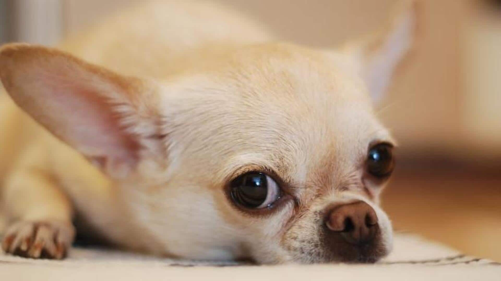 Taking your Chihuahua to a cold place? Follow these tips