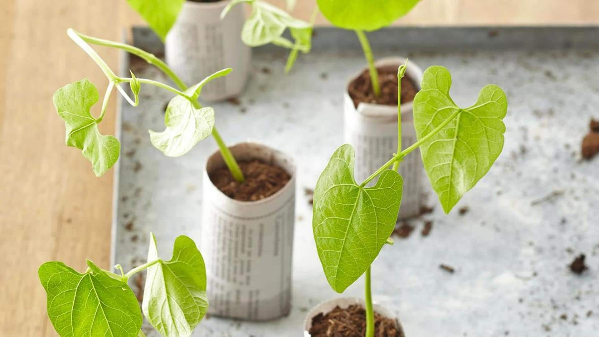 Create your own seed starting pots at home