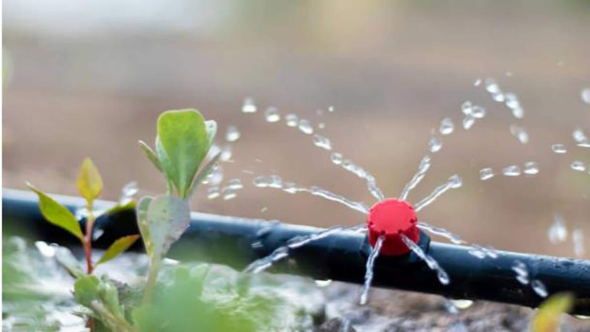 Gardening 101: Try these drip irrigation hacks