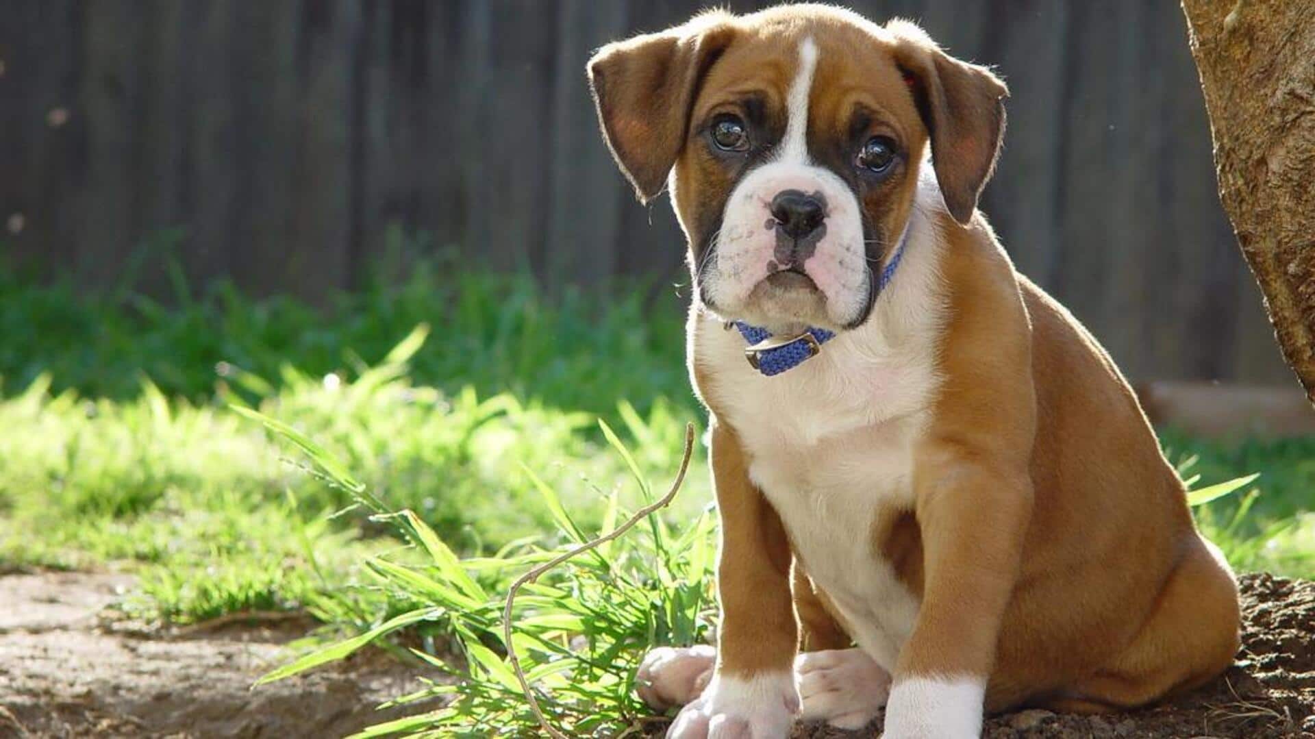 Essential obedience training tips for Boxer puppies