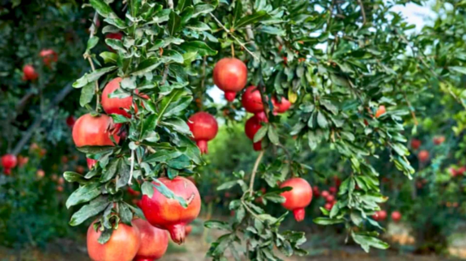 How to grow pomegranate at home How to grow pomegranate at home