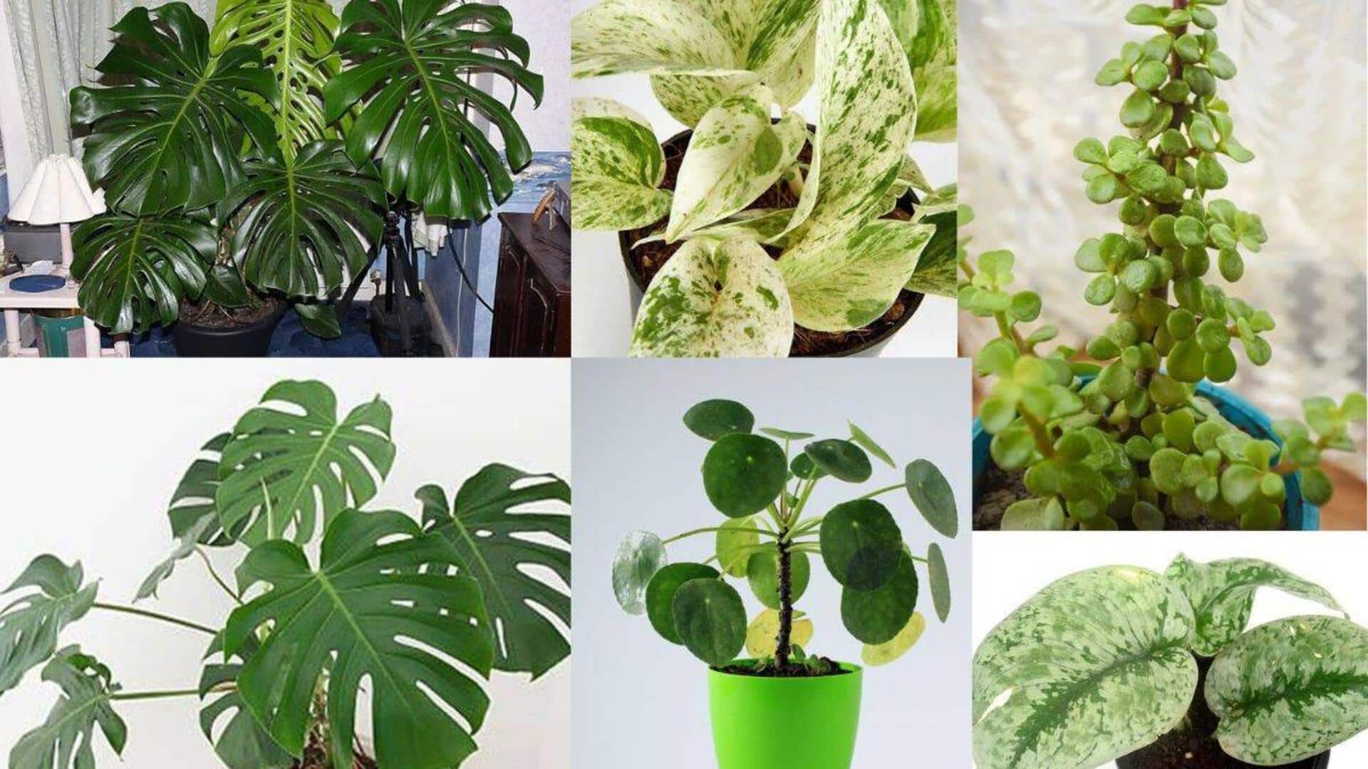 How to grow plants without spending a fortune