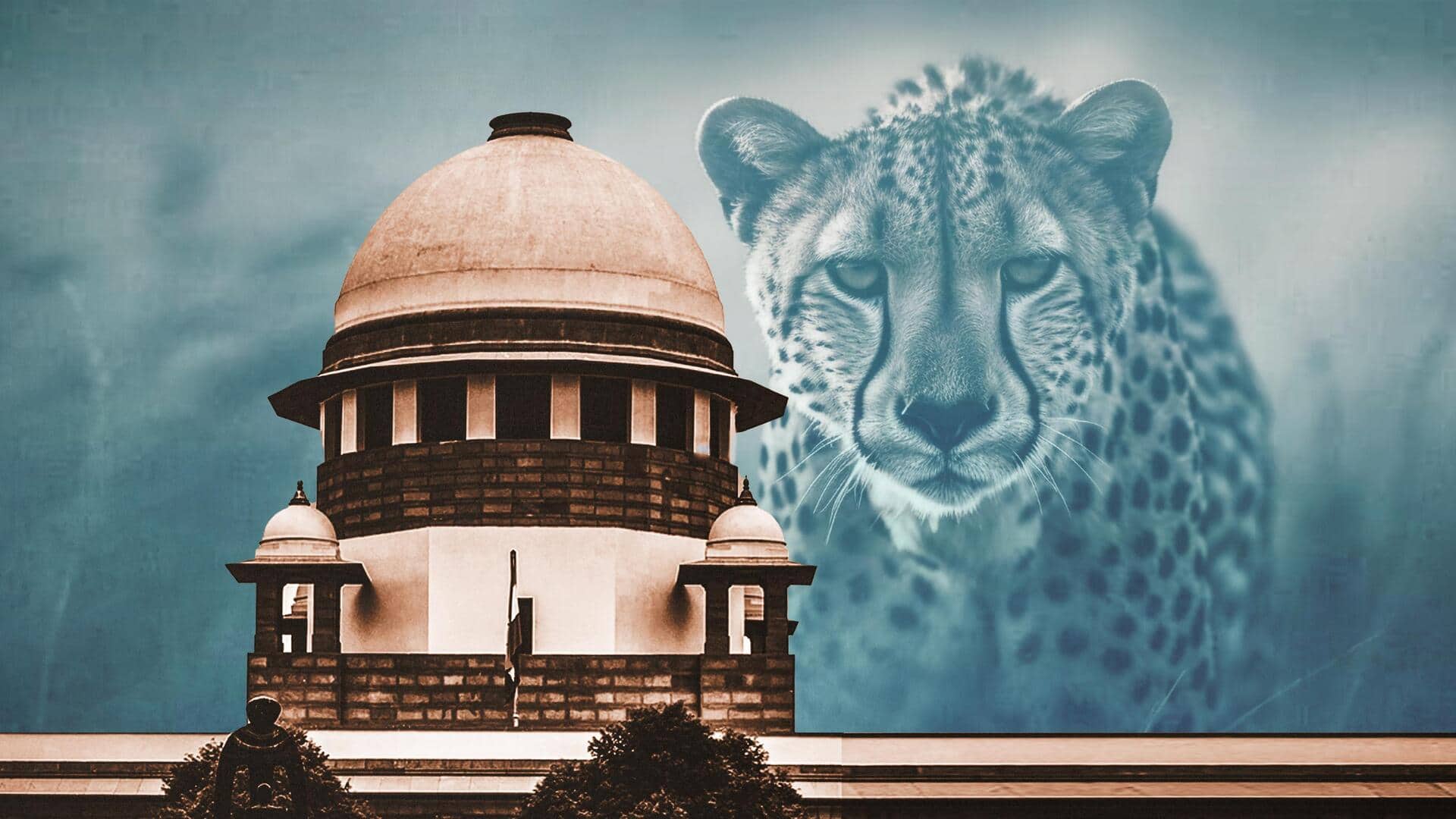 Foreign experts flag serious concerns about India's Project Cheetah