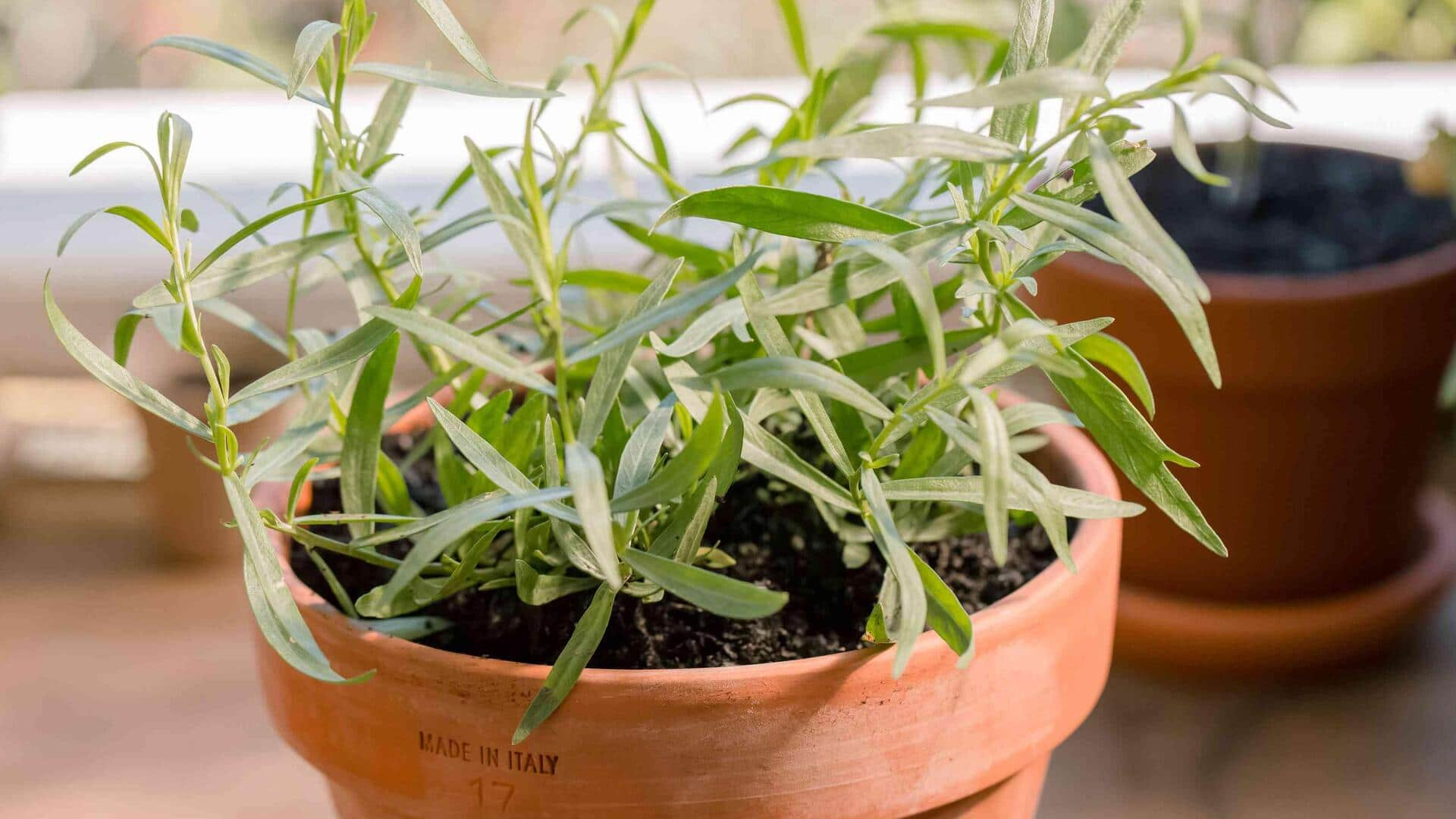 Growing flavorful tarragon in hanging kitchen planters