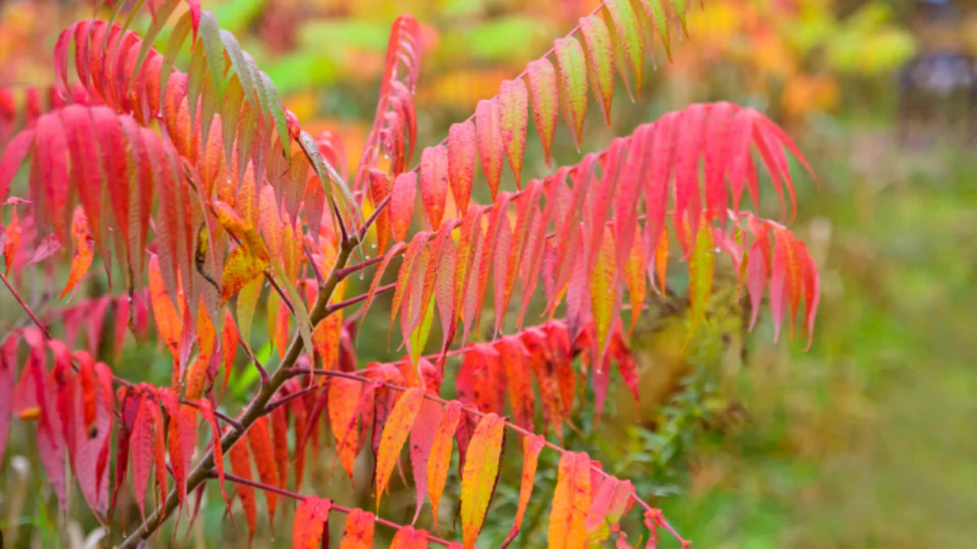 Tips to cultivate sumac shrubs in outdoor containers