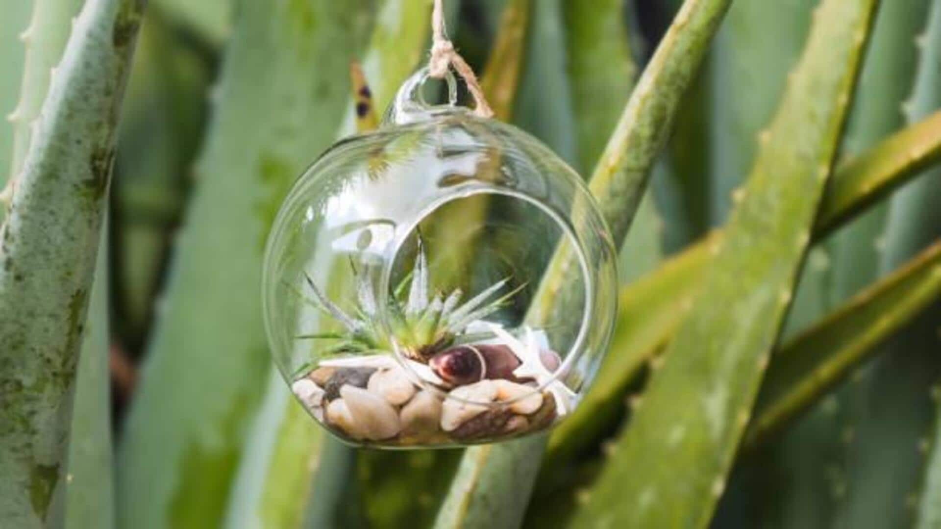 How to style hanging air plants