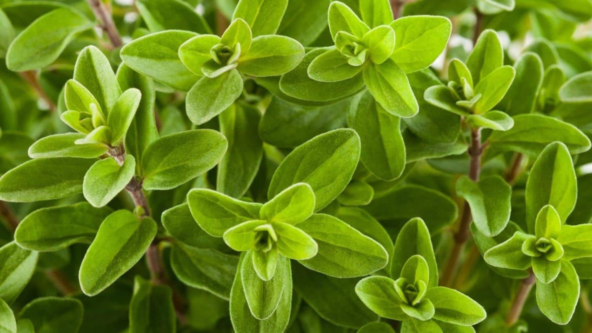 Try these dishes featuring marjoram