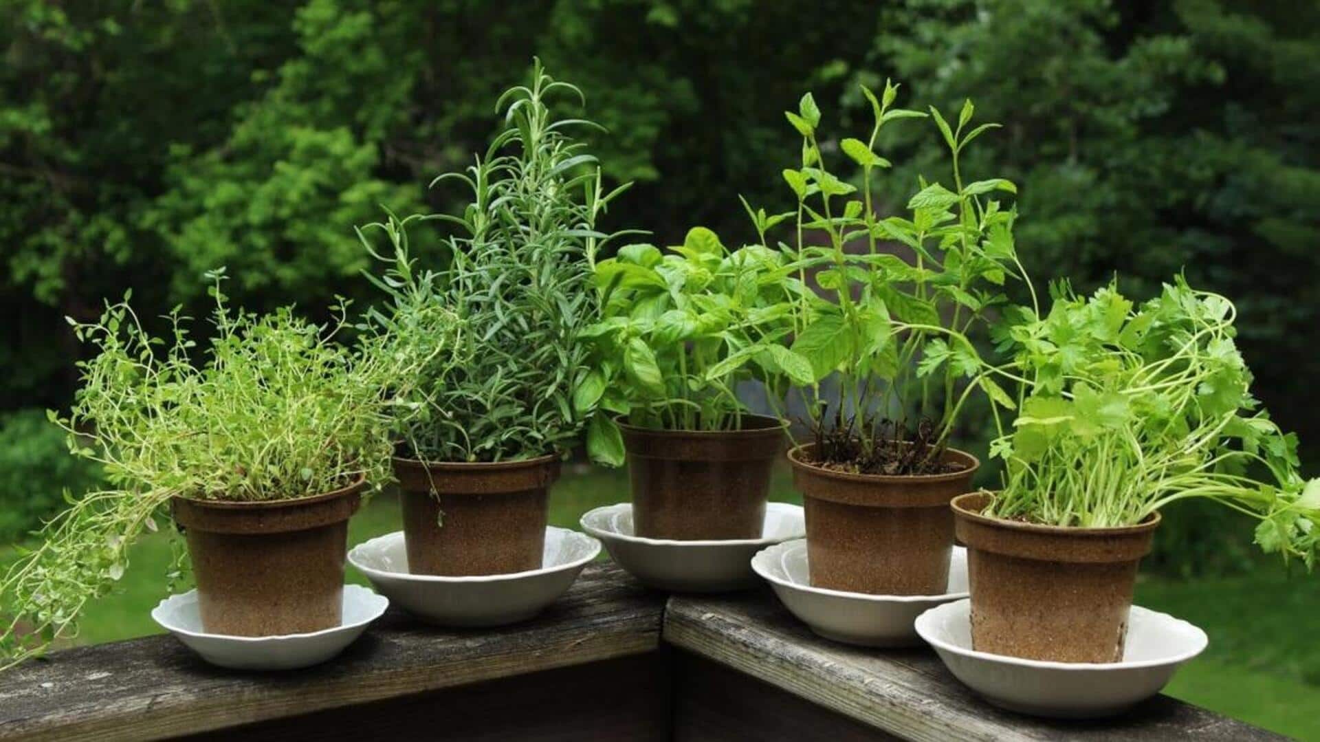 How to grow herbs at home (on a budget)