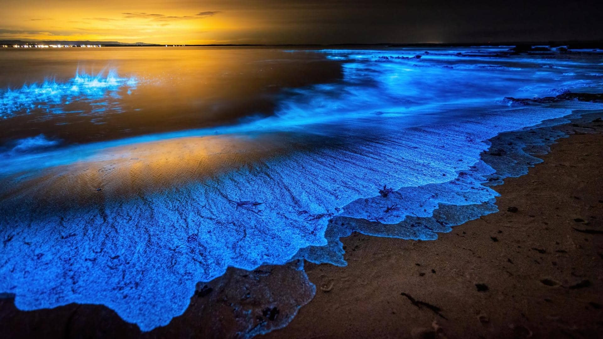 Exquisite bioluminescent beaches around the world you must visit 