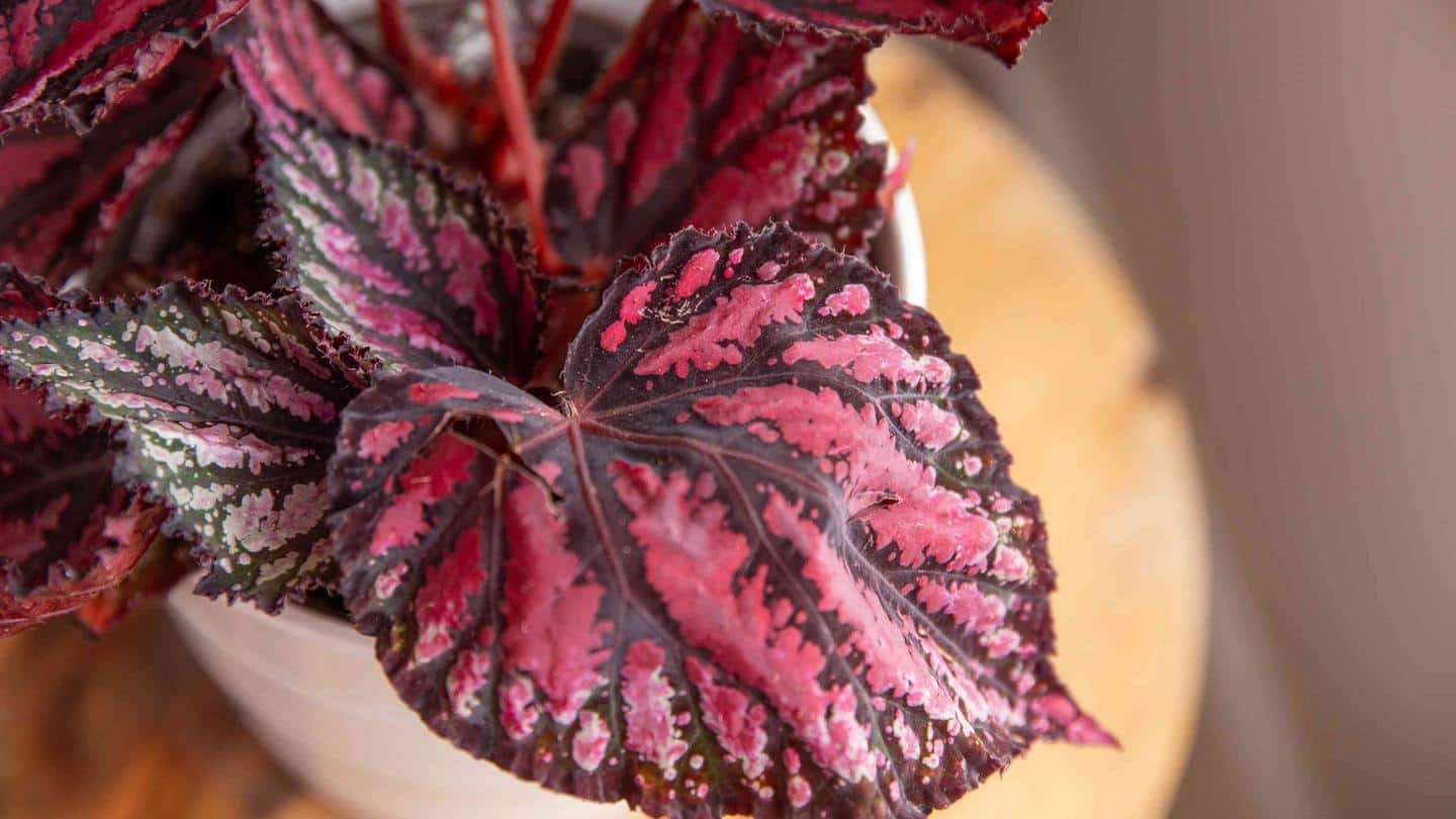 Rex Begonia Rex Begonia