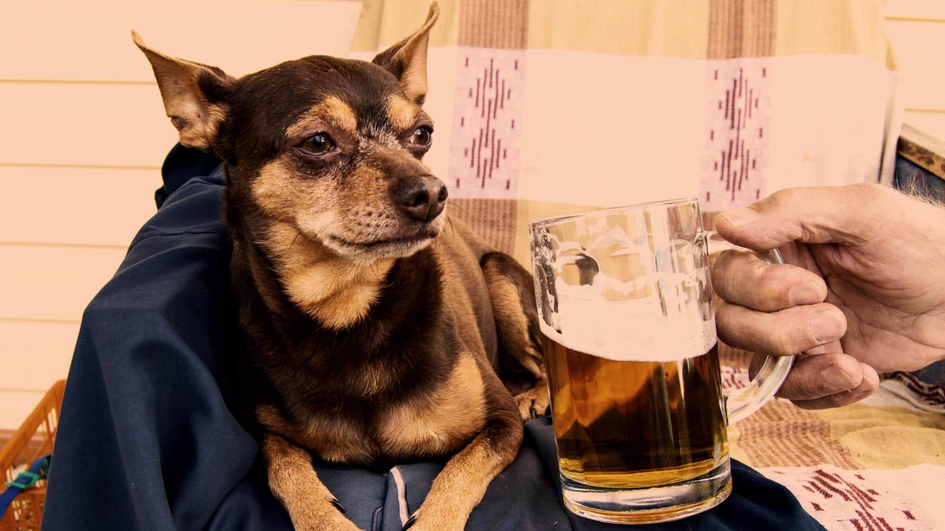 Can your dog become an alcoholic? Possibly.