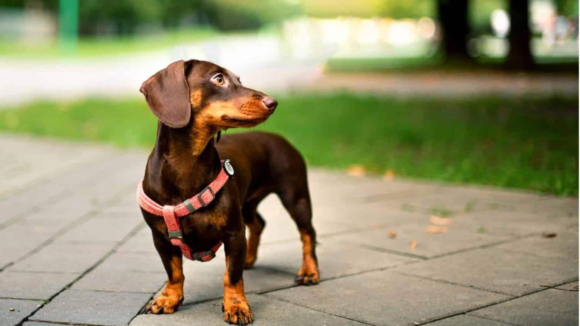 Dachshund dog's oral health: Take note of these tips