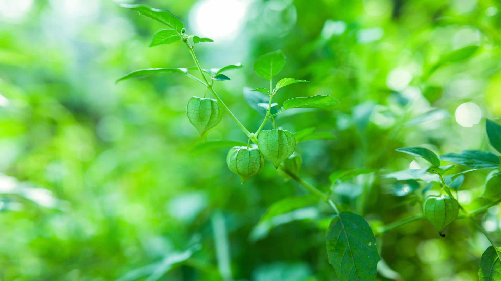 5 lesser-known herbs and their amazing benefits