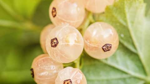 Forget blueberries, white currants deserve the spotlight 