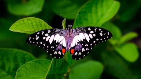 Fluttering wonders: Exploring India's most stunning butterfly parks