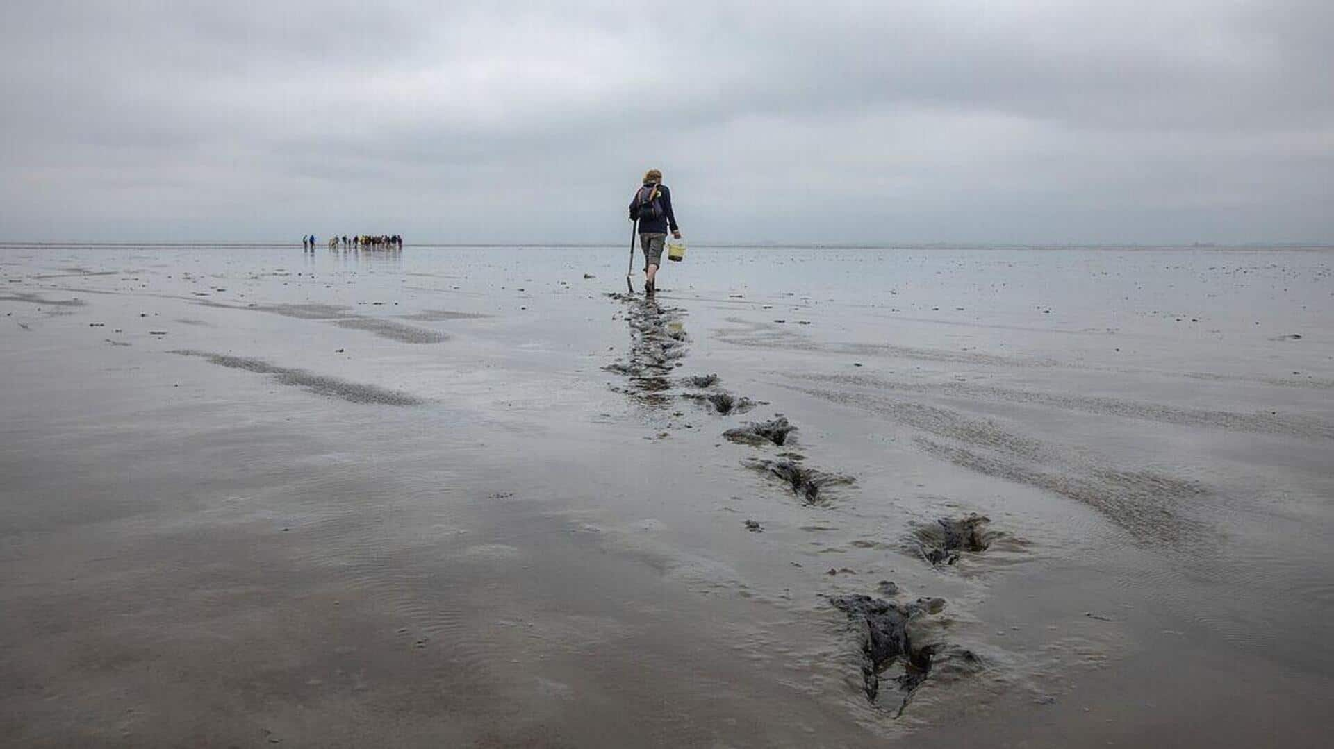 Mudflat hiking: Exploring coastal ecosystems