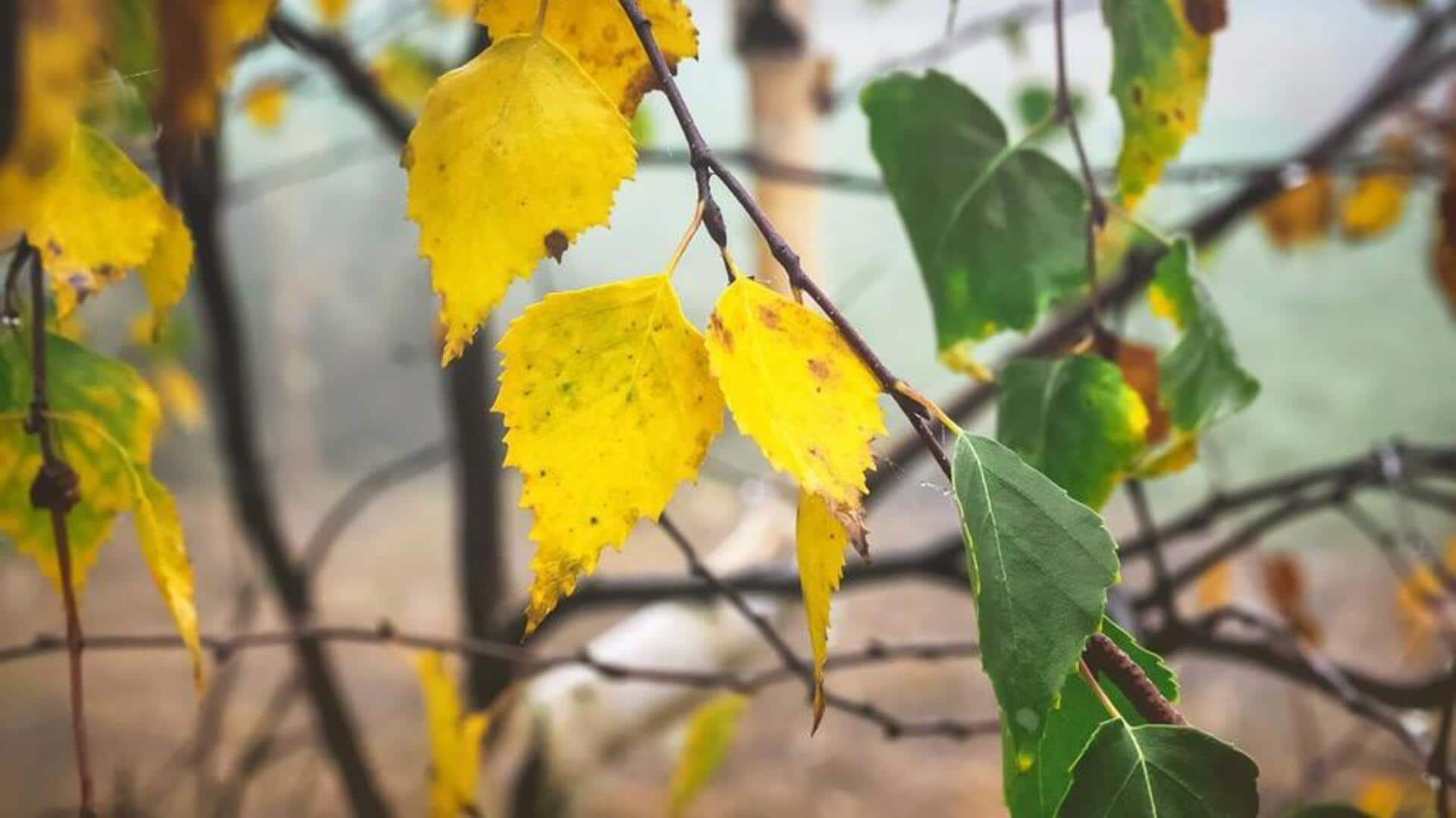 Brighten and revitalize: Skincare benefits of birch leaves