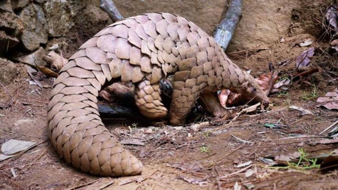 Scientists still unable to find host animal infecting humans Scientists still unable to find host animal infecting humans