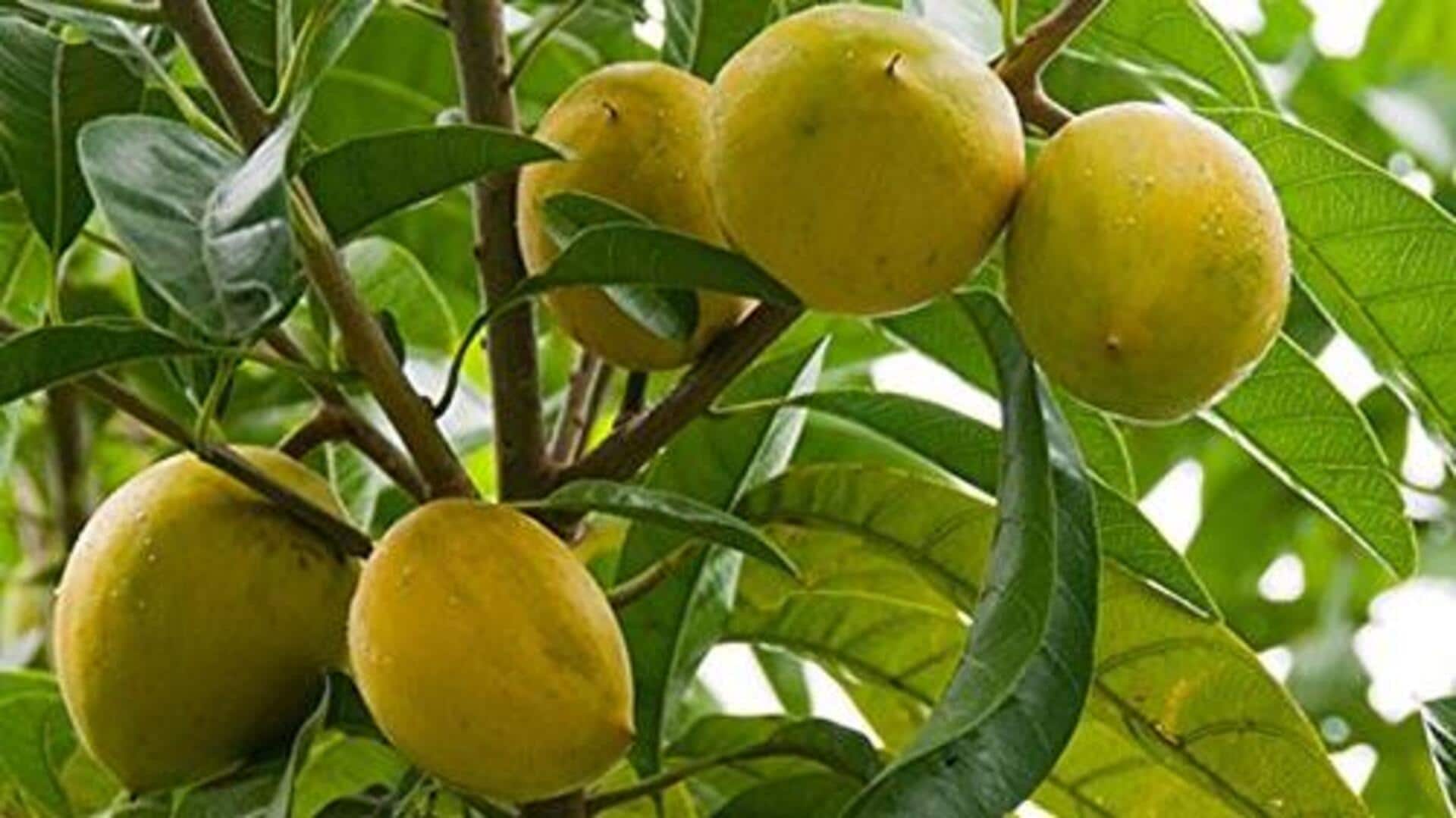Lucuma: A superfood that sweetens your dishes naturally