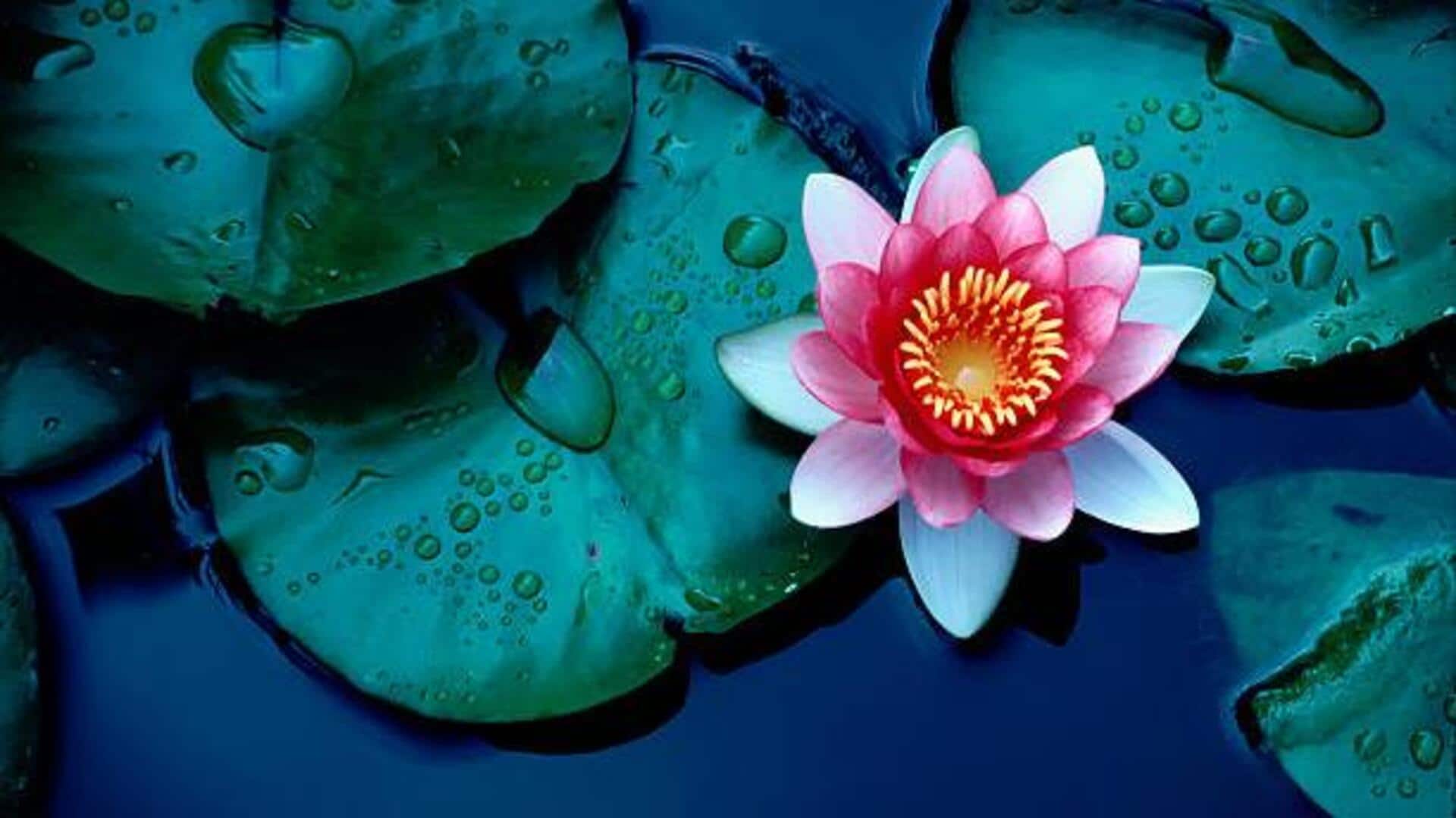 Why you must add water lotuses to your diet