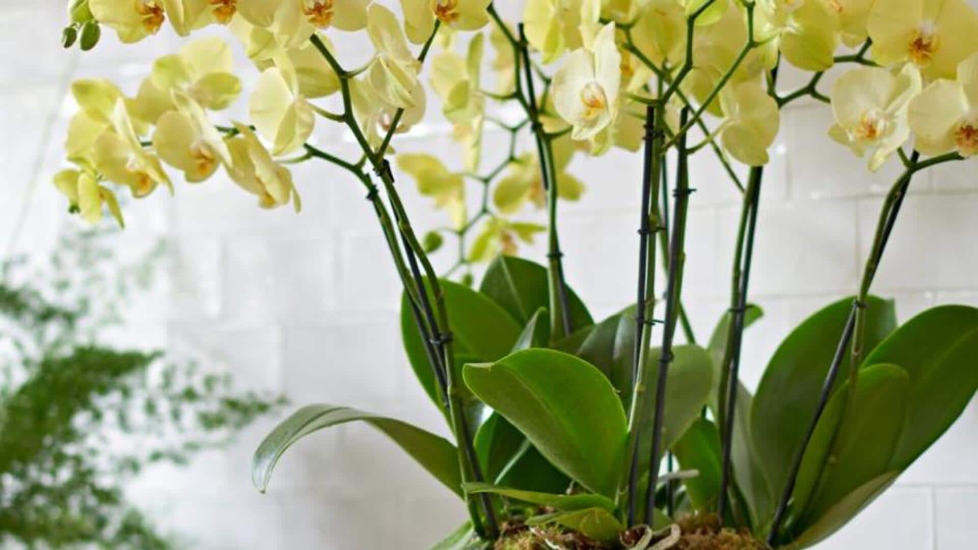 Fostering exotic orchids in humidity trays at home