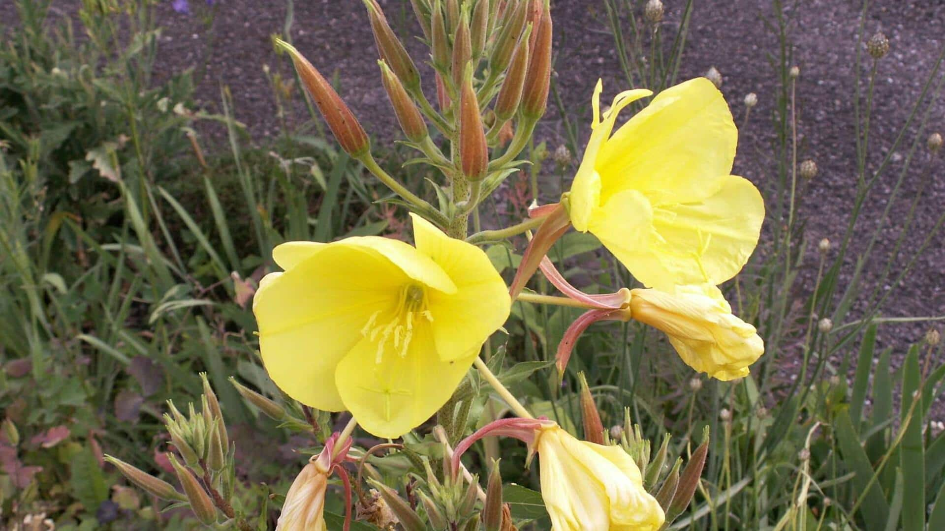 Tips to grow evening primrose plant in small gardens