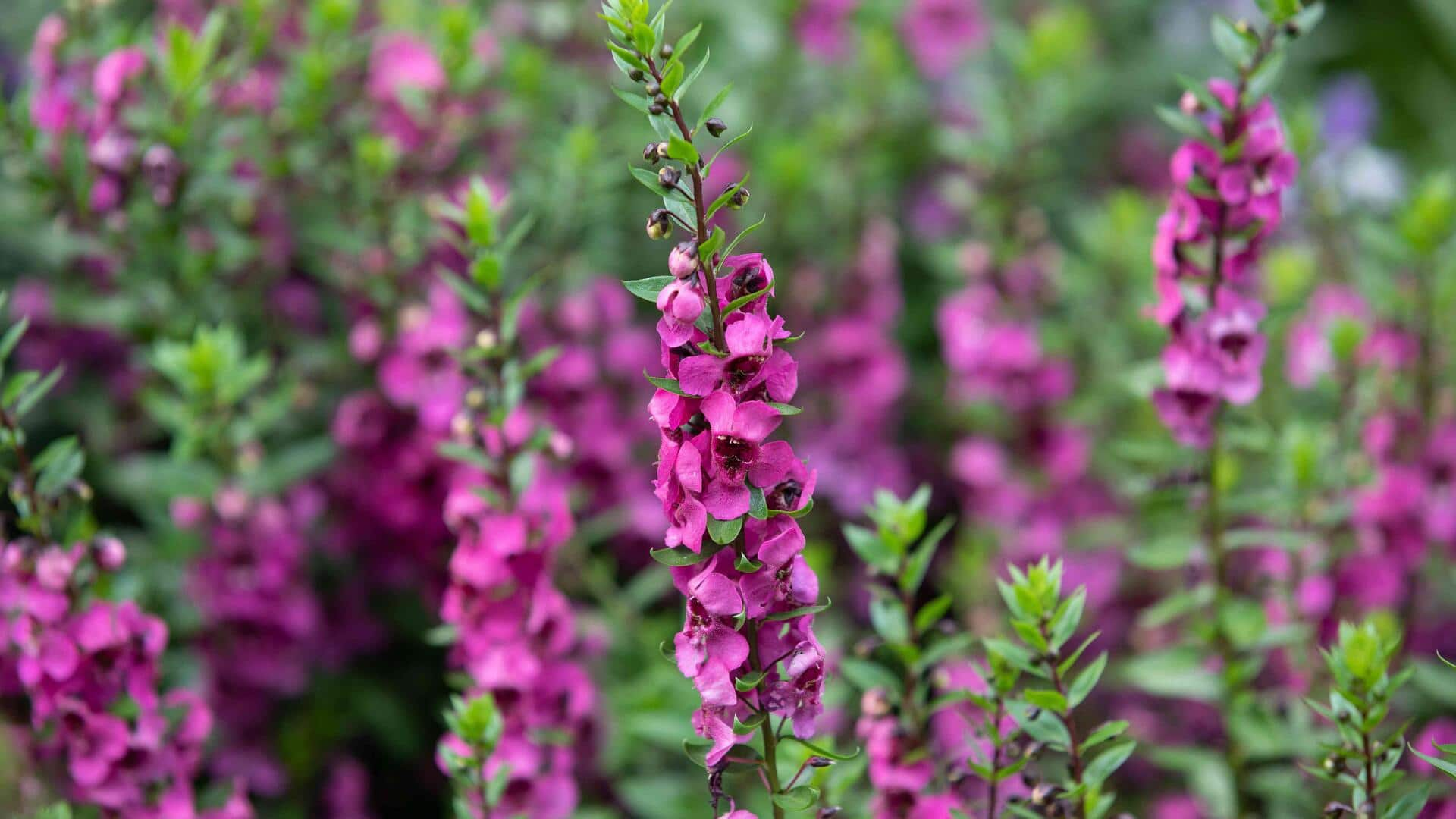 It's easy to grow angelonia at home—here's your guide