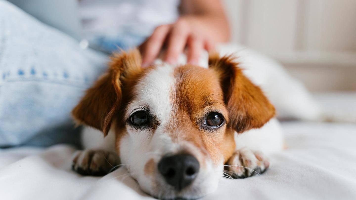 Here's how you can deal with your clingy pets