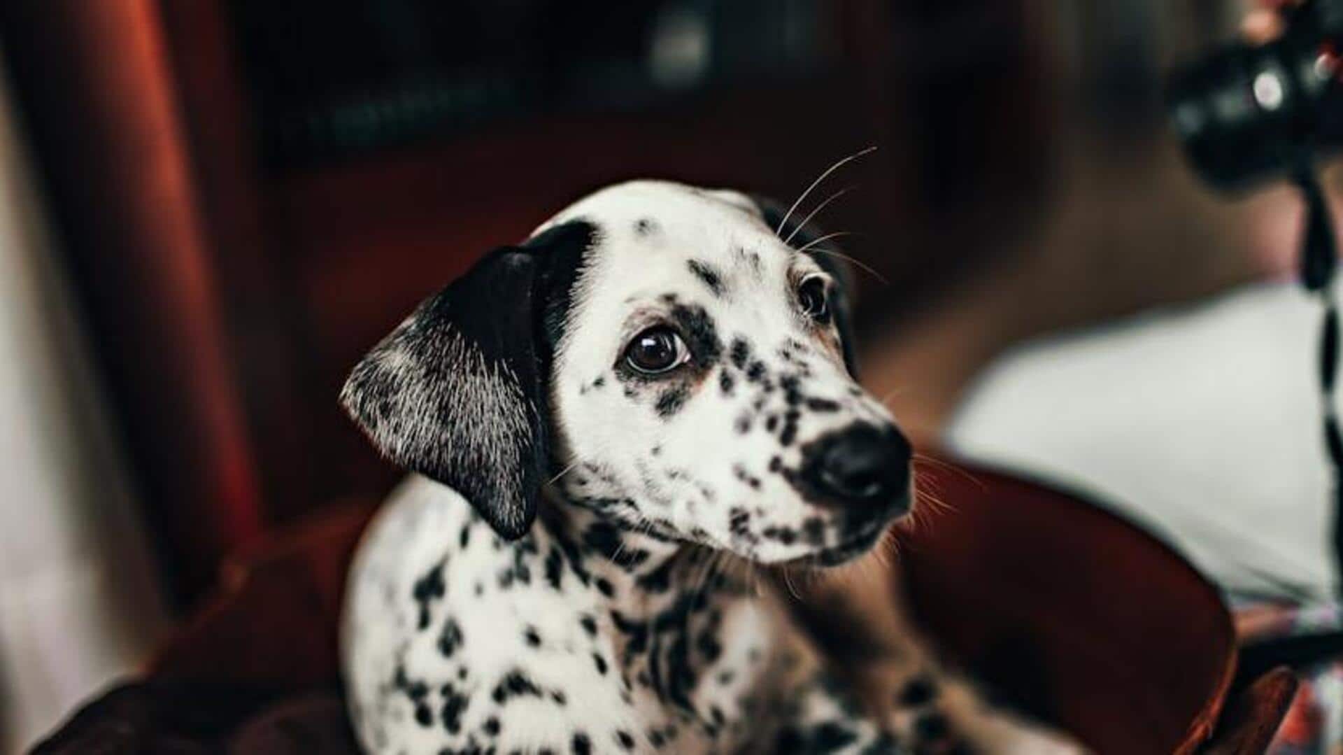 Manage your Dalmatian's allergy with these tips
