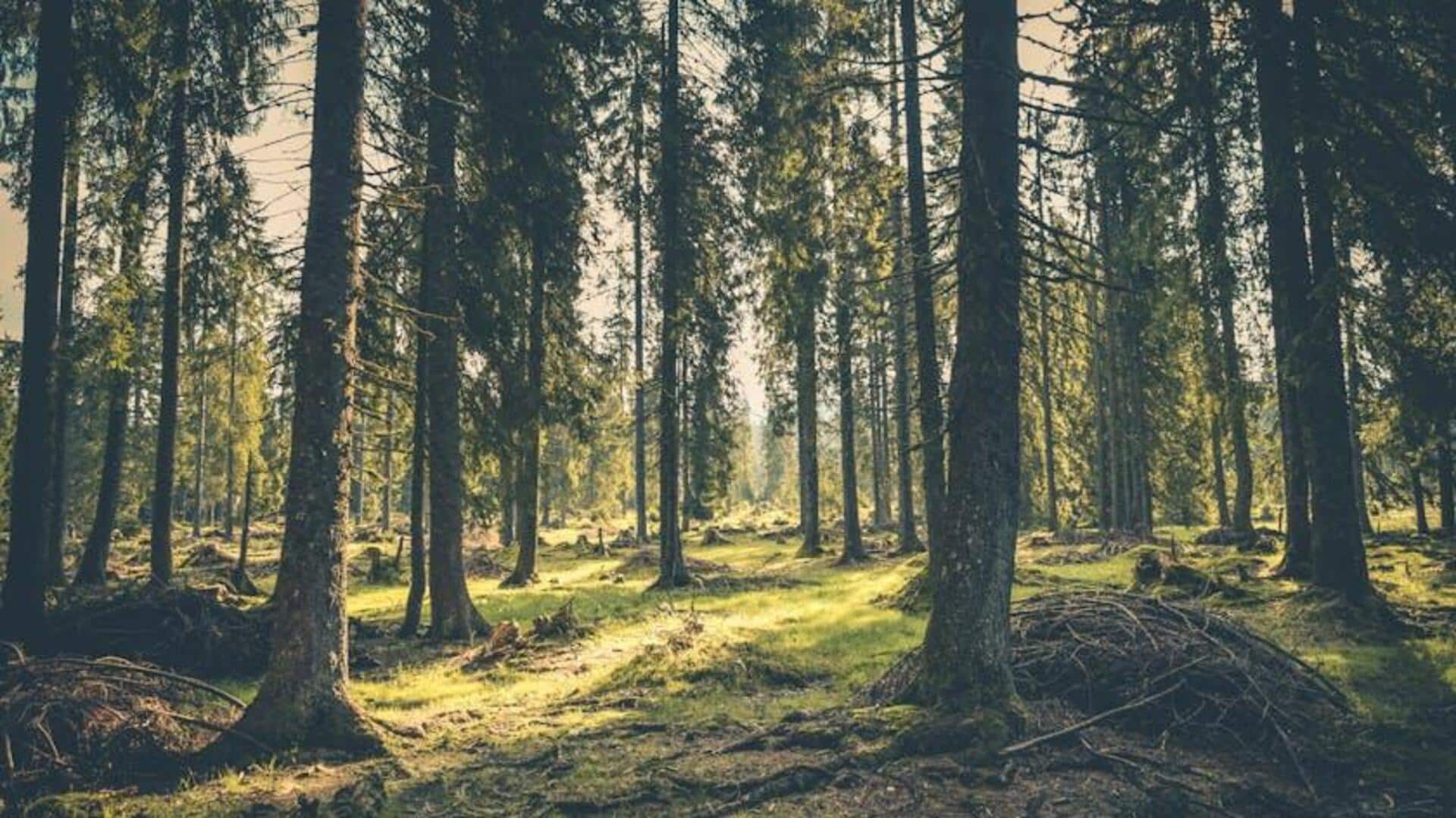 Forest bathing: Concept and how to practice Forest bathing: Concept and how to practice