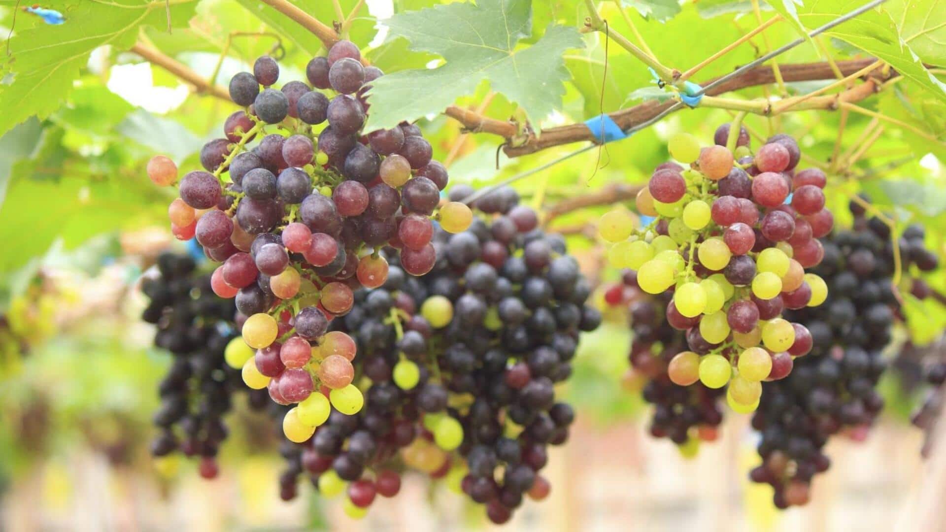 Seedless fruits and their health benefits Seedless fruits and their health benefits