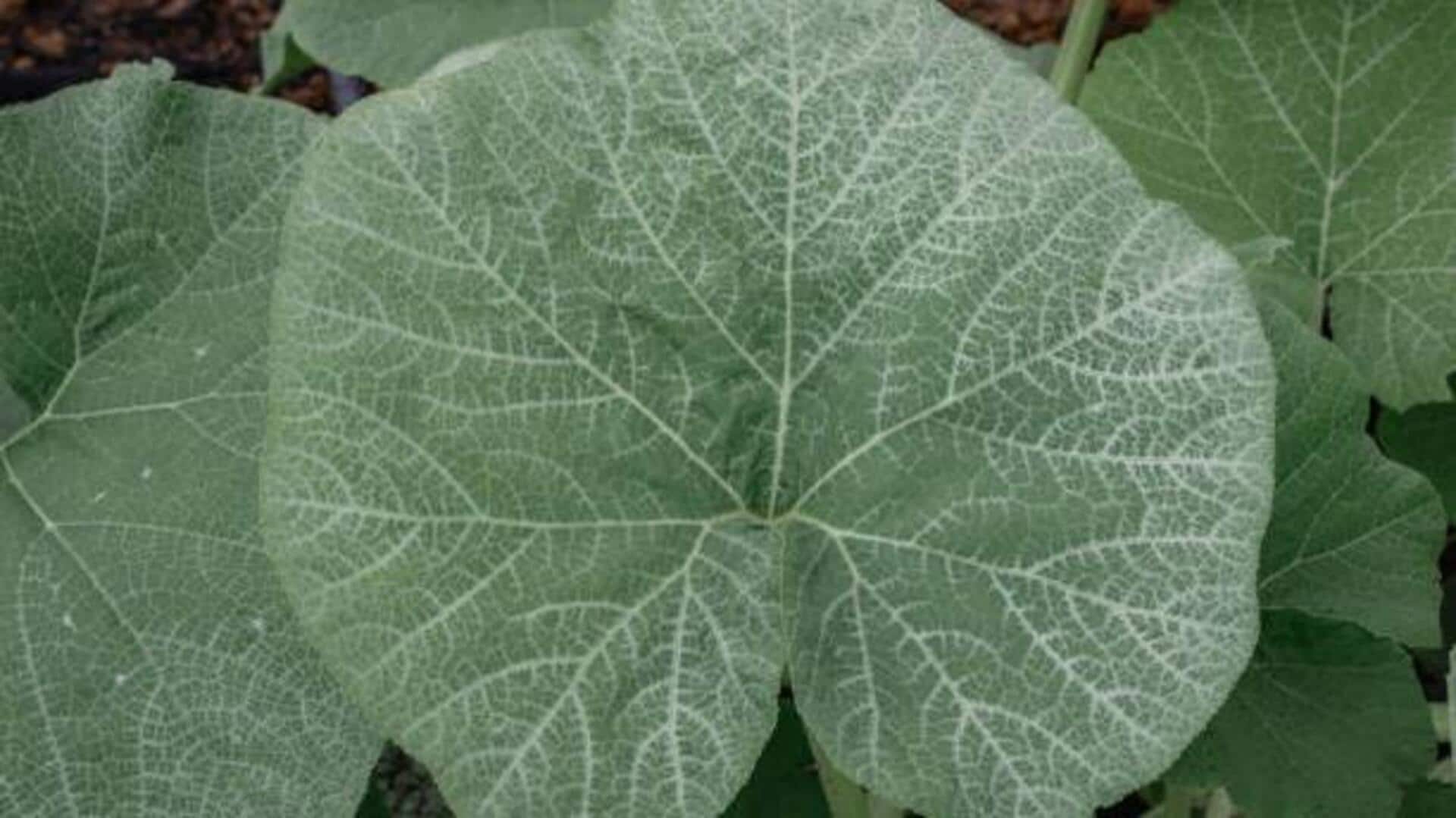 How to cook with ugu leaves How to cook with ugu leaves