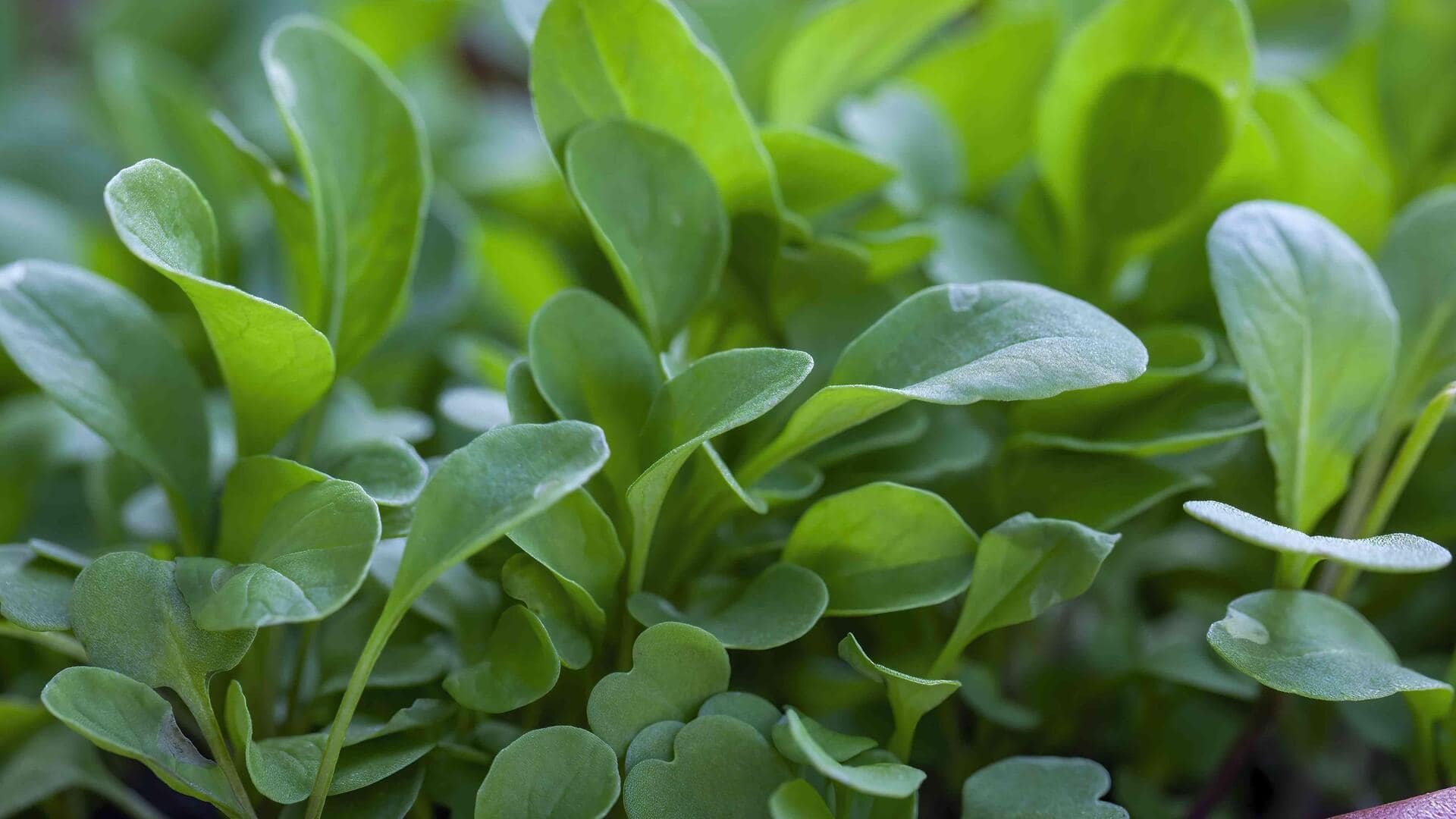 How to grow watercress at home