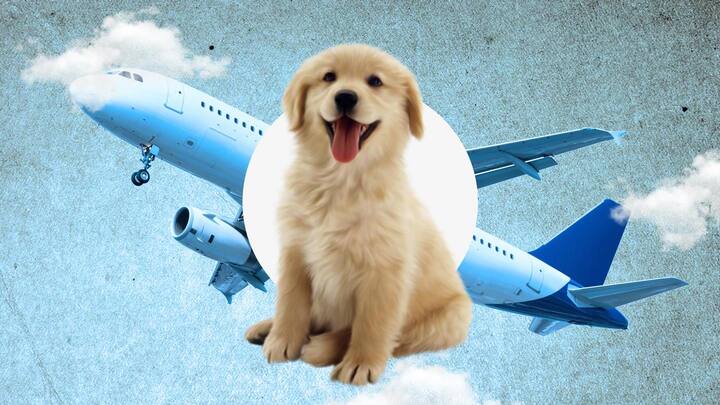 can i fly internationally with my dog