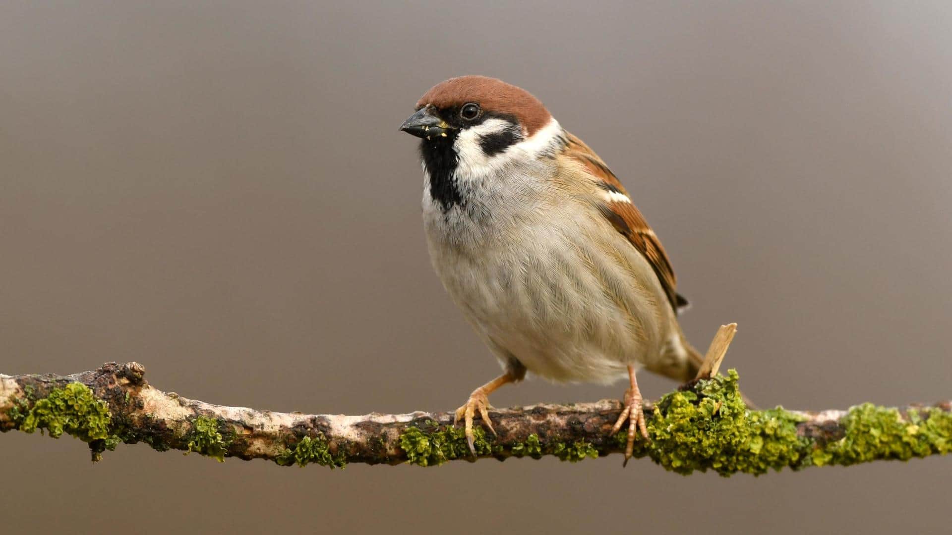 World Sparrow Day: Interesting facts about these cute birds