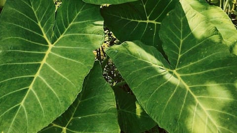 How to care for elephant ear plants