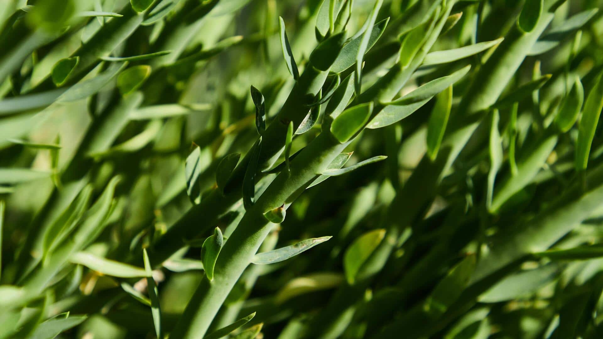 The ultimate guide to thriving tarragon indoors