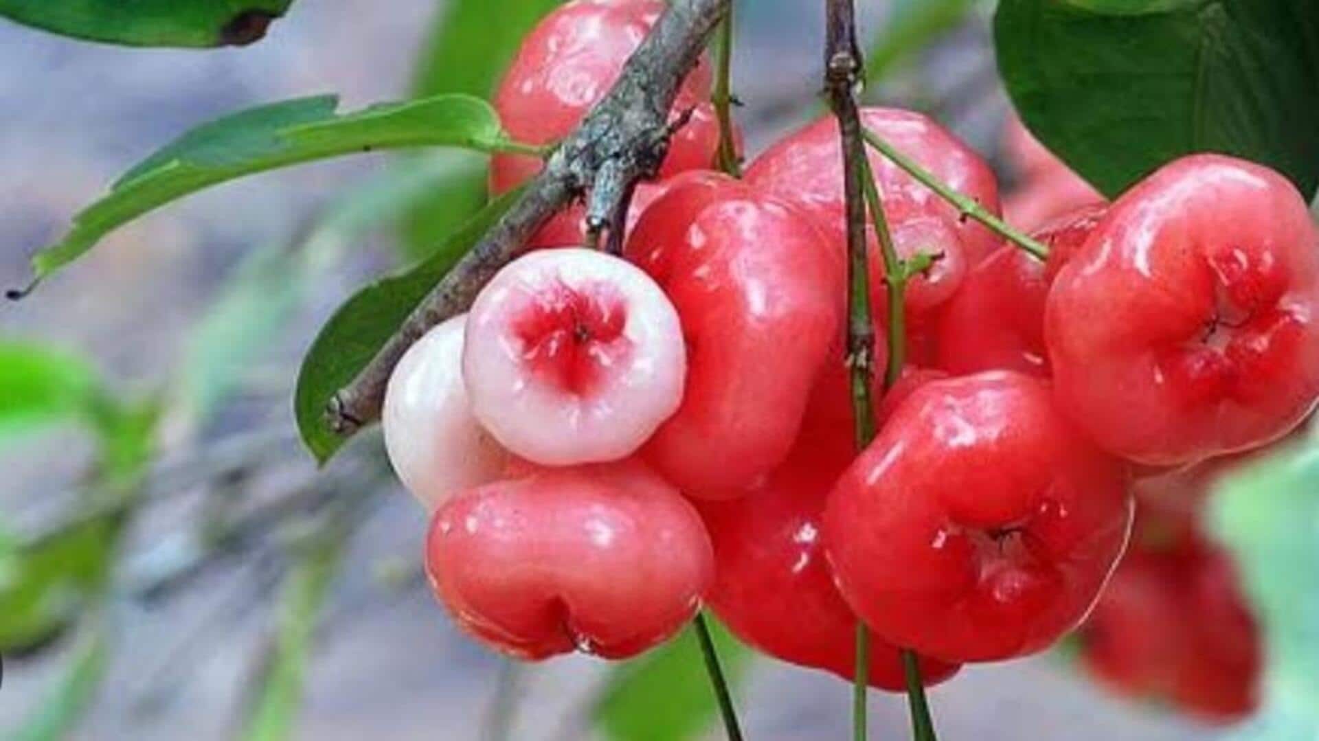 Ever tried rose apple? Here's why you should! Ever tried rose apple? Here's why you should!