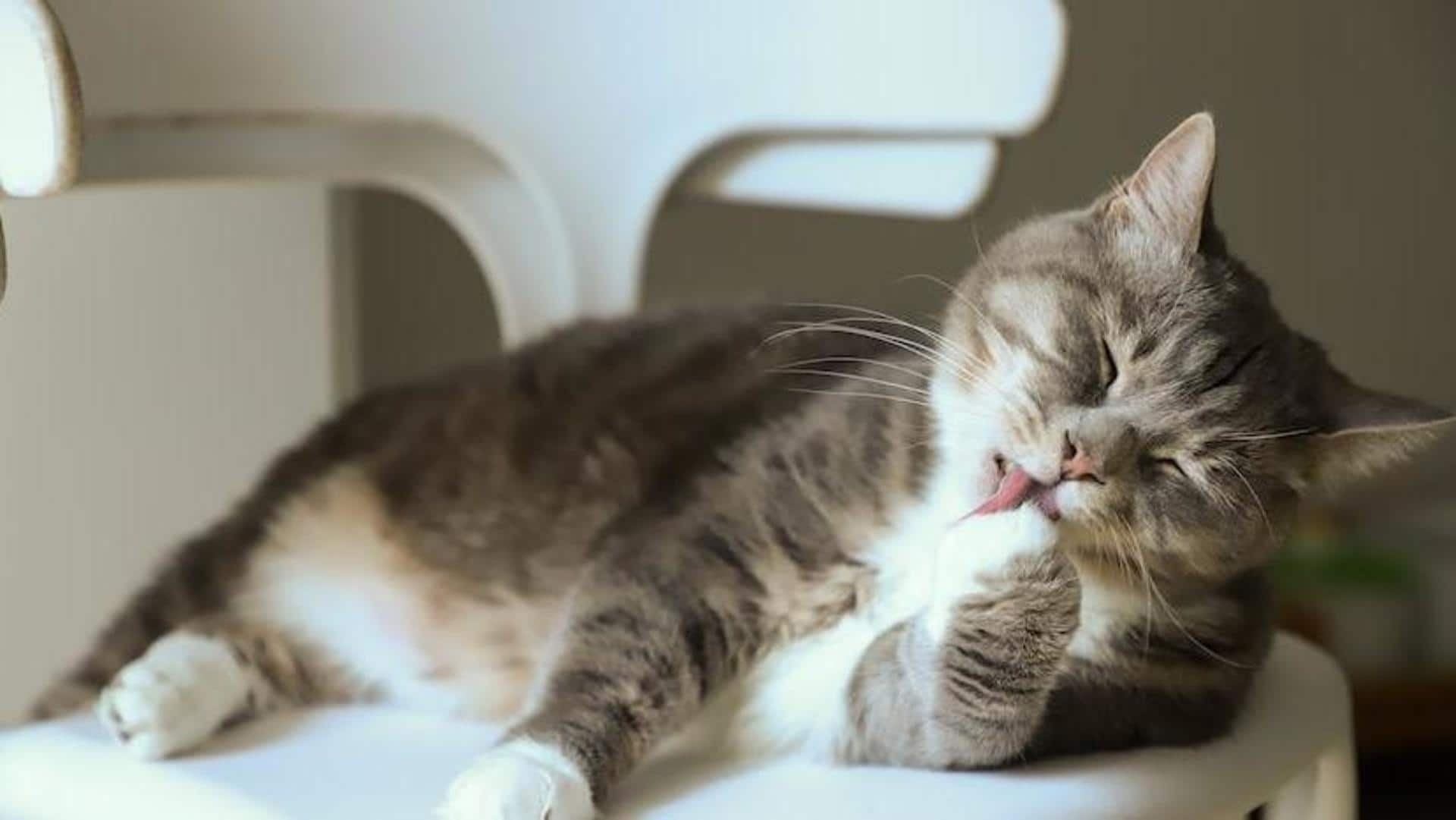 Tips for preventing your cat from falling sick this monsoon