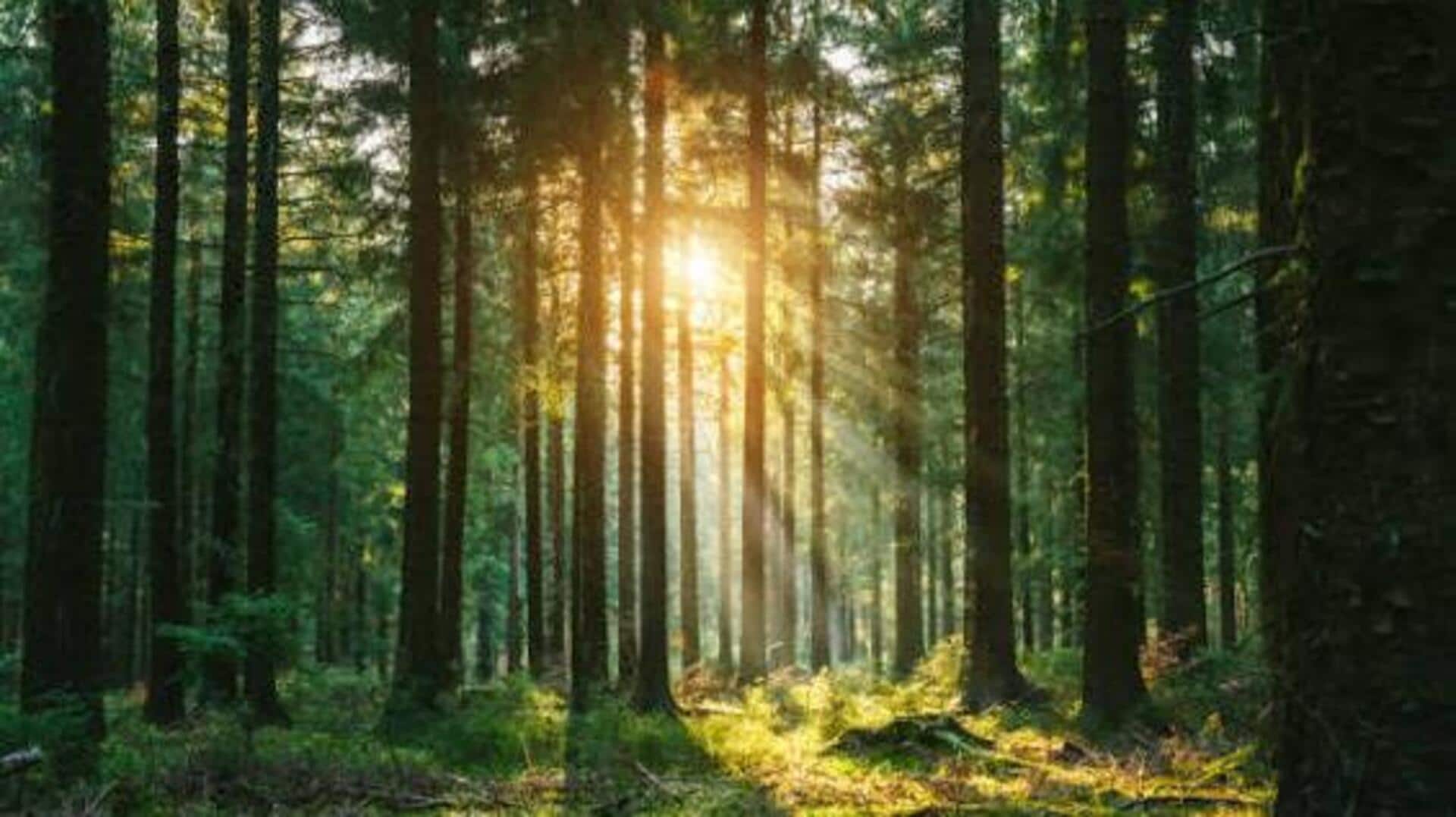 Sweden's most peaceful forests: A list 