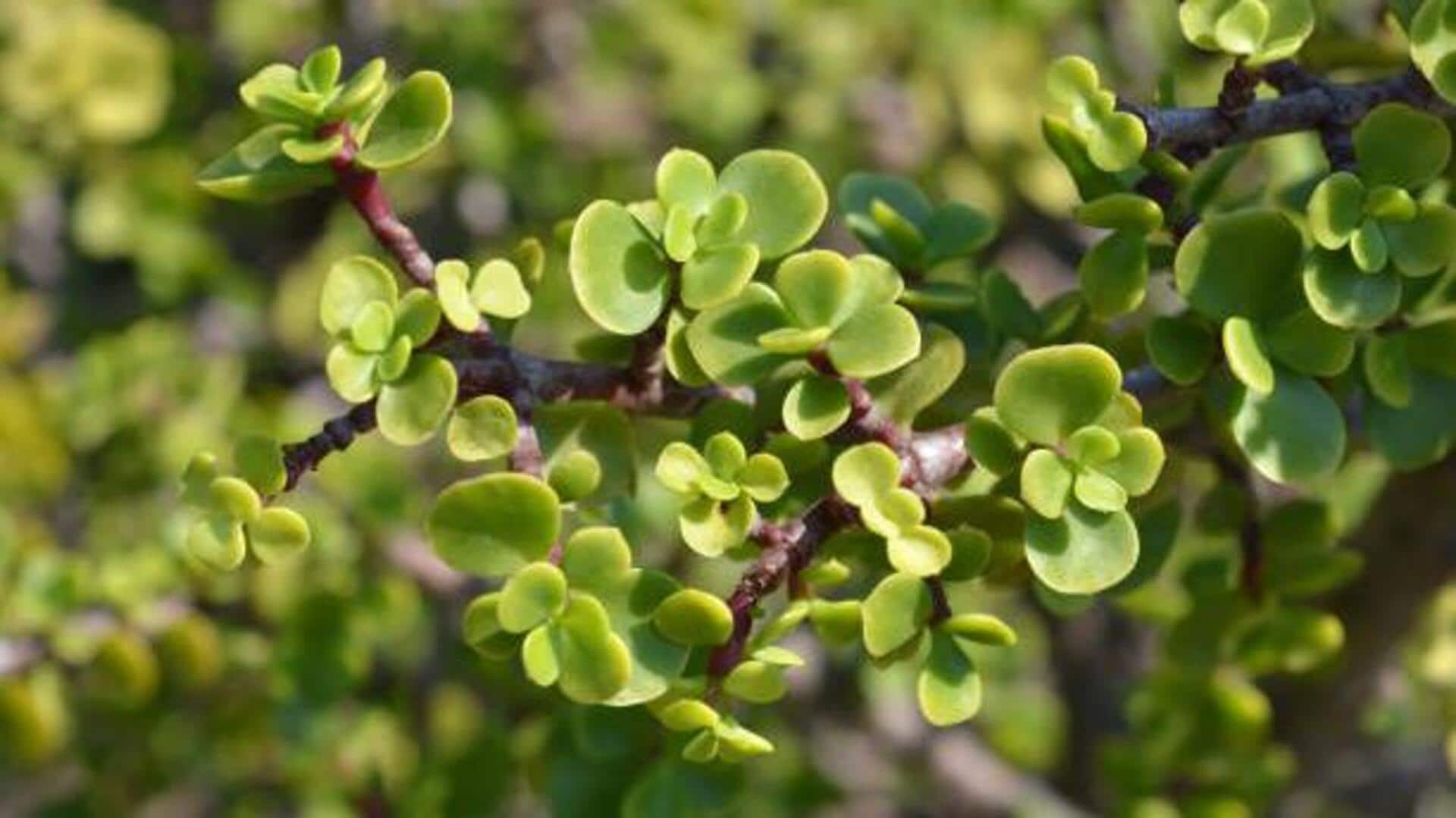 Why this African plant is attracting health enthusiasts 
