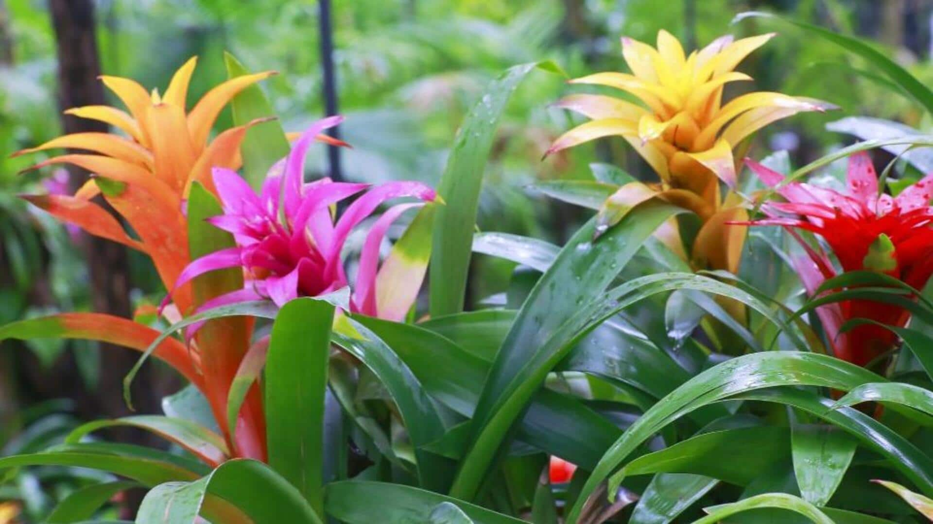 Brightening bromeliads: 5 tropical care essentials