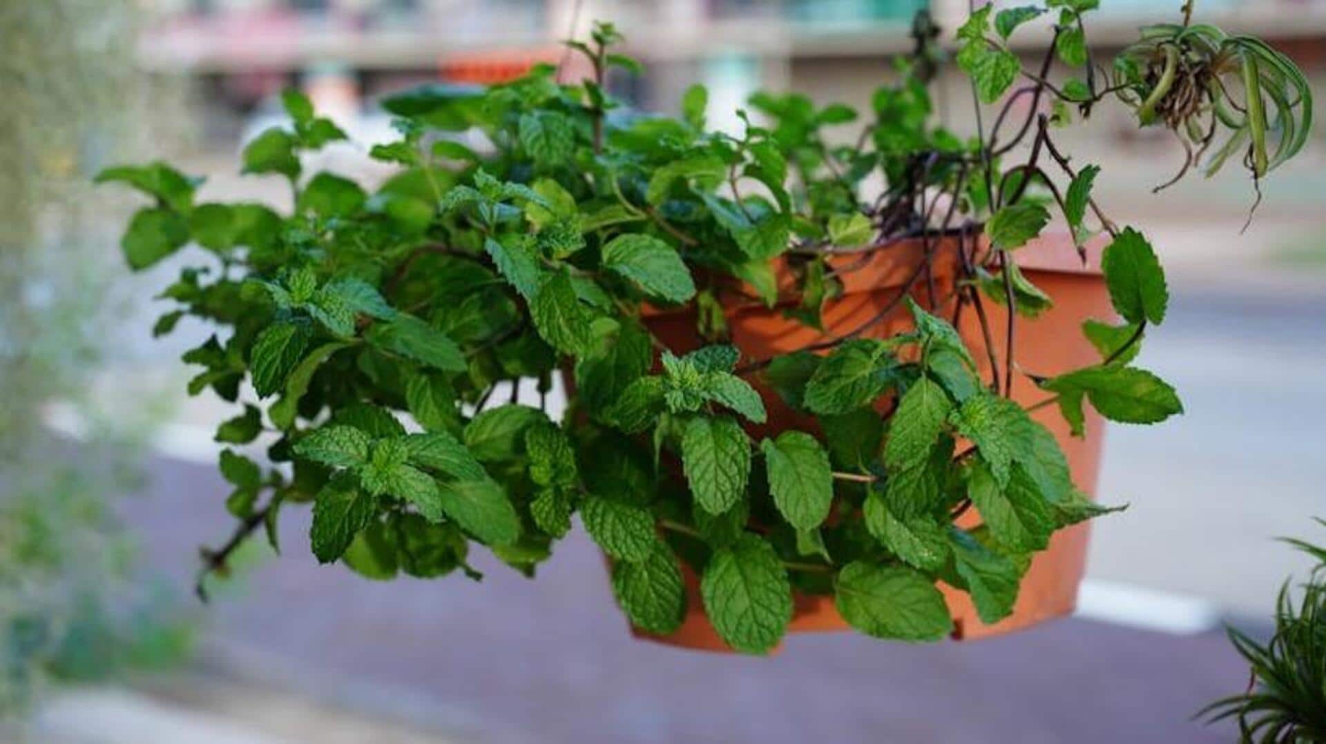 How to grow mint at home How to grow mint at home