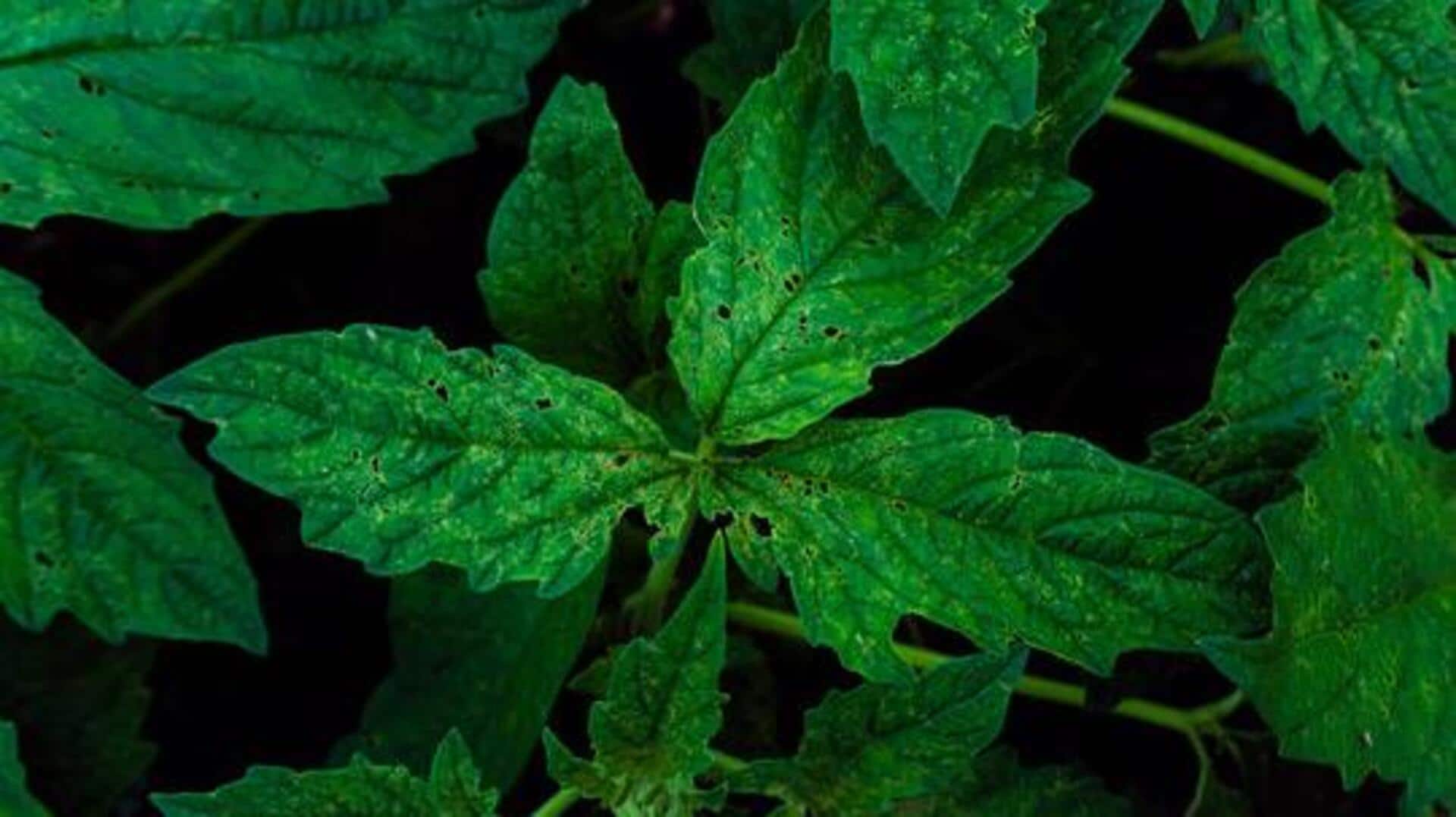 Exploring the health benefits of sesame leaves 