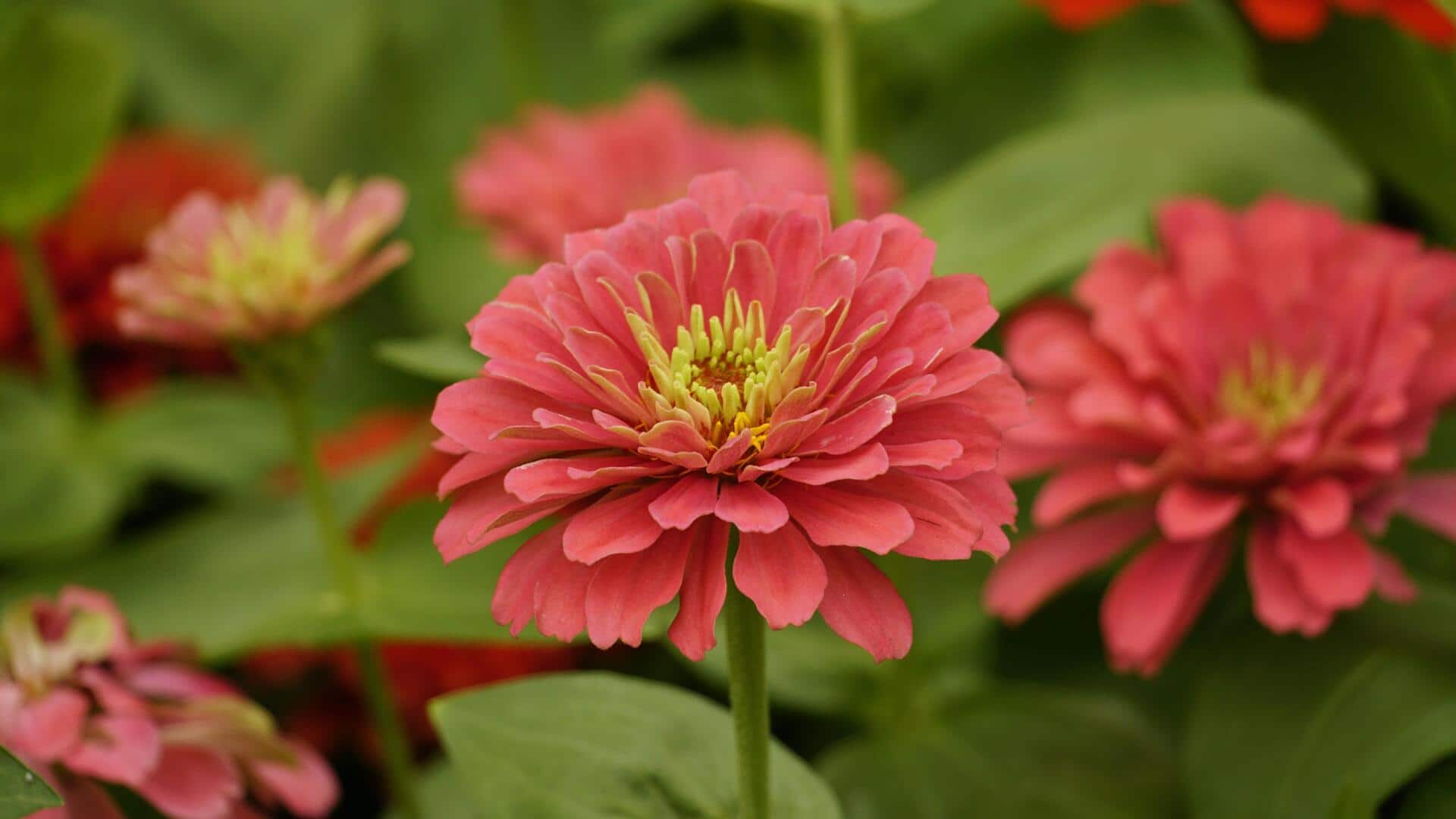How to grow zinnias indoors like a pro